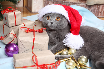 The holidays are a joyous time but let's also keep pets safe!